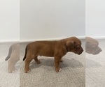 Small Photo #7 American Bully Puppy For Sale in SPARTANBURG, SC, USA
