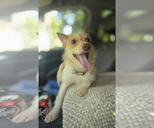 Rambler - Male Jack Chi Dog for Adoption - Photo #2