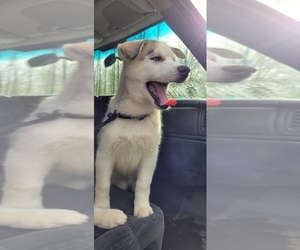 Siberian Husky Puppy for sale in KELSO, WA, USA