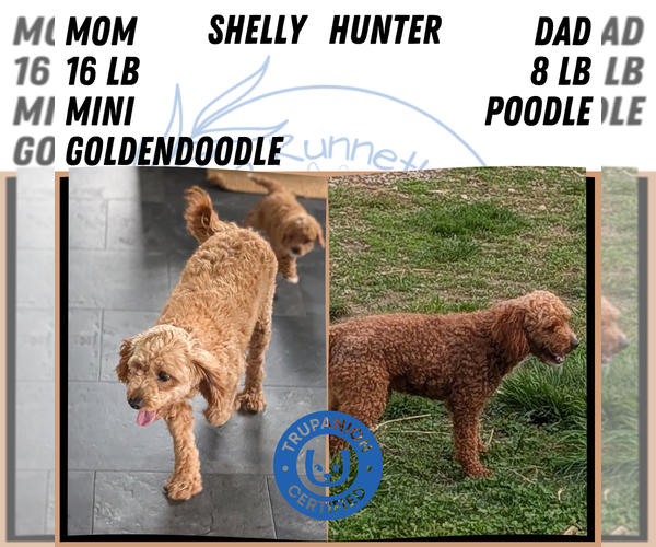 Medium Photo #6 Goldendoodle (Miniature) Puppy For Sale in GOSHEN, IN, USA