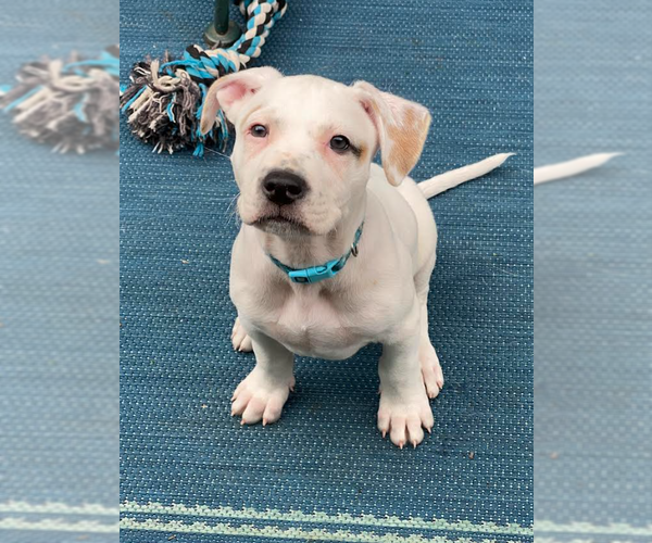 Medium Photo #2 Mutt Puppy For Sale in Brooklyn Center, MN, USA