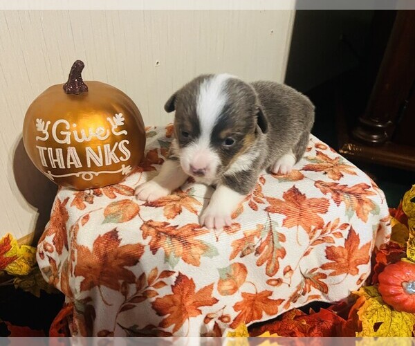 Medium Photo #2 Pembroke Welsh Corgi Puppy For Sale in VANDALIA, MO, USA