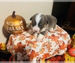 Small #1 Pembroke Welsh Corgi