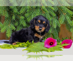 Small #1 Dachshund