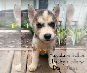 Siberian Husky Dog for Adoption in NEW PORT RICHEY, Florida USA