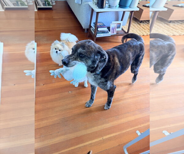Medium Photo #3 Catahoula Leopard Dog-Labrador Retriever Mix Puppy For Sale in Bellevue, WA, USA