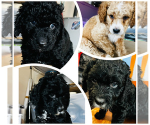 Double Doodle Puppy for sale in CLARKSVILLE, TN, USA