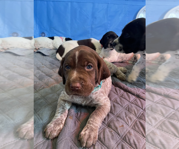 Medium Photo #39 Pointer Puppy For Sale in SACRAMENTO, CA, USA