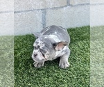 Small #12 French Bulldog