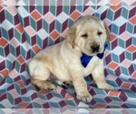 Small Photo #2 Labrador Retriever Puppy For Sale in LANCASTER, PA, USA