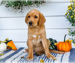 Small Photo #6 Golden Retriever-Jack Russell Terrier Mix Puppy For Sale in WAKARUSA, IN, USA