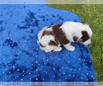 Small #2 Miniature American Shepherd