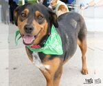 Small #3 Beagle Mix