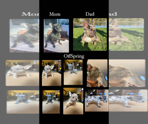 French Bulldog Puppy for sale in LOS ANGELES, CA, USA
