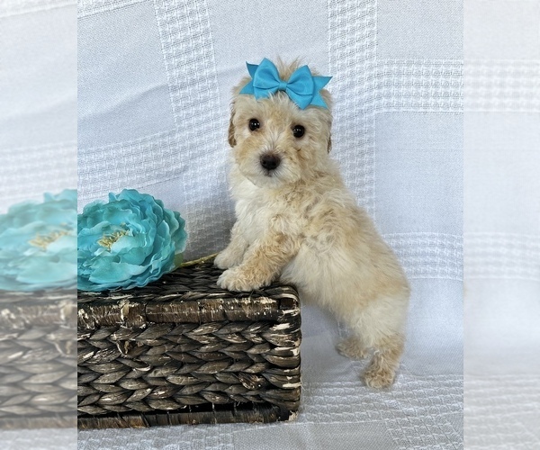 Medium Photo #1 Bichpoo Puppy For Sale in ELKTON, KY, USA