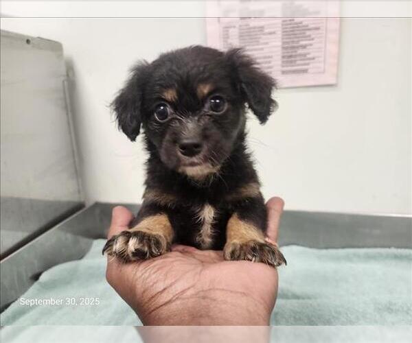 Medium Photo #1 Poodle (Miniature)-Unknown Mix Puppy For Sale in Santa Cruz, CA, USA