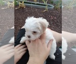 Small Photo #4 Maltese Puppy For Sale in BRANSON, MO, USA