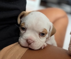 English Bulldogge Puppy for sale in HAMMOND, IN, USA