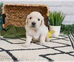 Small #5 English Cream Golden Retriever