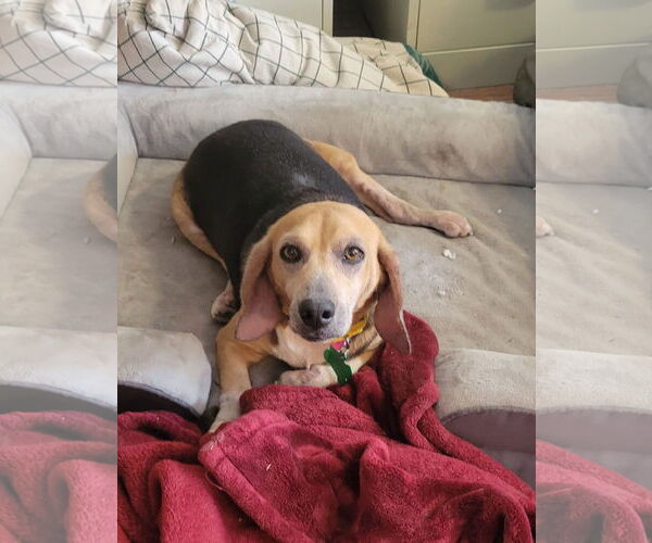 Medium Photo #4 Beagle Puppy For Sale in Las Vegas, NV, USA