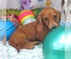 Dachshund Puppy for sale in RATTAN, OK, USA