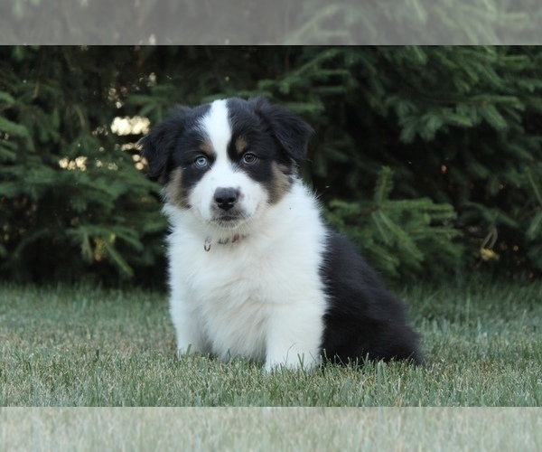 Medium Photo #4 Australian Shepherd Puppy For Sale in CARMEL, IN, USA