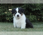 Small Photo #4 Australian Shepherd Puppy For Sale in CARMEL, IN, USA