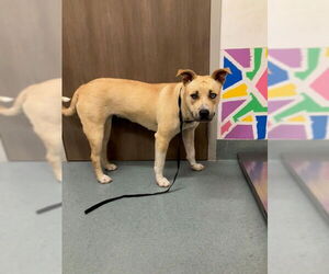 Mutt Dogs for adoption in Baytown, TX, USA