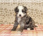 Small #1 Miniature Bernedoodle