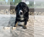 Small #7 Australian Shepherd