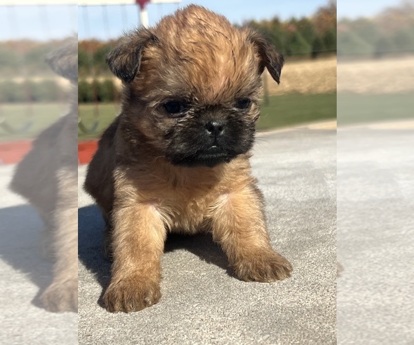 Medium Photo #1 Brussels Griffon Puppy For Sale in NILES, MI, USA