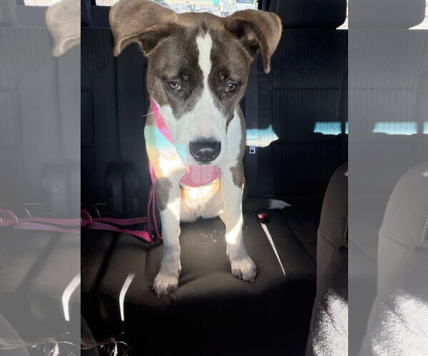 Medium Photo #3 Mutt Puppy For Sale in Chandler, AZ, USA