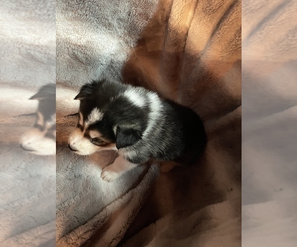 Medium Photo #36 Alusky Puppy For Sale in GARDEN GROVE, CA, USA