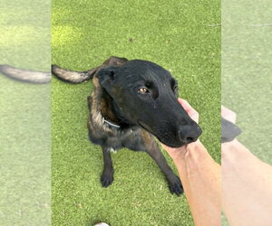 Mutt Dogs for adoption in Imlay City, MI, USA