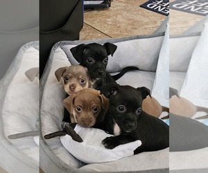 Chihuahua Puppy for sale in EASTVALE, CA, USA