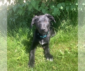 English Shepherd-Labrador Retriever Mix Puppy for sale in HILLSBORO, WI, USA