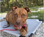 Small American Pit Bull Terrier Mix