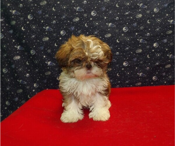 Medium Photo #10 Shih Tzu Puppy For Sale in PATERSON, NJ, USA