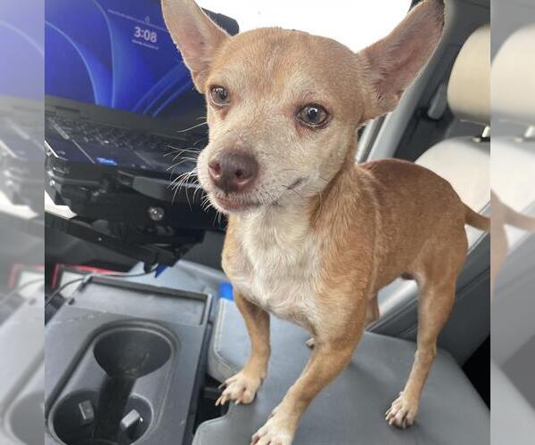 Medium Photo #1 Chihuahua-Unknown Mix Puppy For Sale in San Antonio, TX, USA