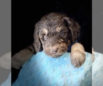 Small Photo #4 Labradoodle Puppy For Sale in THE VILLAGES, FL, USA