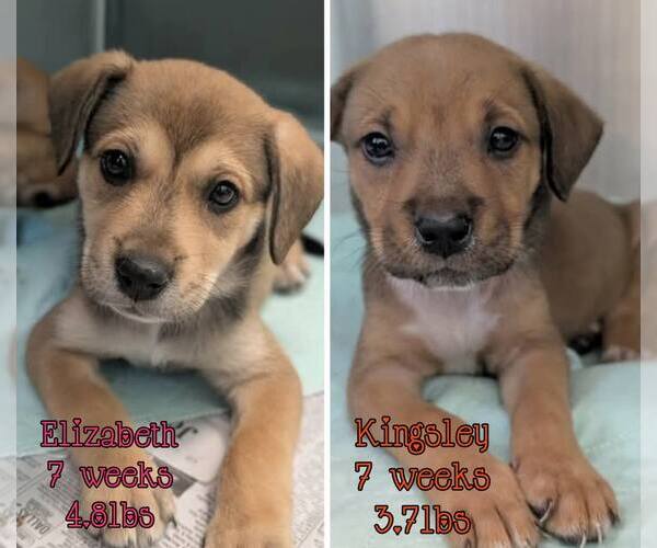 Medium Photo #1 Mutt Puppy For Sale in Woodbury, NY, USA