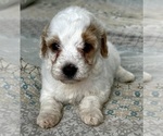 Small Photo #32 Goldendoodle (Miniature) Puppy For Sale in PENSACOLA, FL, USA