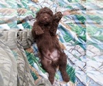 Small #2 Labradoodle
