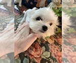 Small Photo #3 Shih Tzu Puppy For Sale in LEBANON, OR, USA