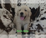 Image preview for Ad Listing. Nickname: Litter of 10