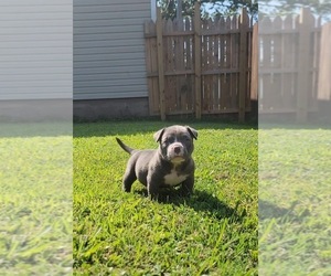 American Bully Puppy for sale in HOPEWELL, VA, USA