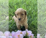 Small Photo #8 Goldendoodle Puppy For Sale in SAINT GEORGE, UT, USA