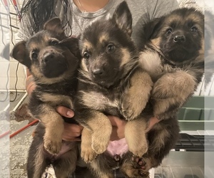 German Shepherd Dog Puppy for sale in DES MOINES, IA, USA