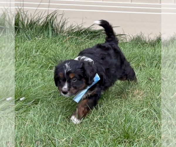 Medium Photo #2 Bernedoodle (Miniature) Puppy For Sale in ROY, UT, USA