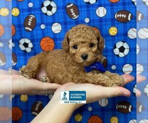 Poodle (Toy) Puppy for sale in WINNSBORO, LA, USA